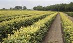 ‼️AKTIE‼️haagbeuk en beukenhaag, Tuin en Terras, Planten | Tuinplanten, Ophalen of Verzenden, Overige soorten, Volle zon