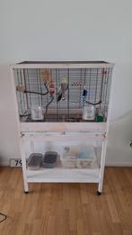 Tamme valkparkiet evt met mooie kooi, Dieren en Toebehoren, Minder dan 60 cm, Kooi, Minder dan 75 cm, Ophalen of Verzenden