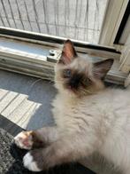 Ragdoll, Dieren en Toebehoren, Katten en Kittens | Raskatten | Langhaar, Meerdere dieren, Ontwormd, 0 tot 2 jaar