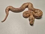 1.0 fire lesser spotnose yb clown ball python, Dieren en Toebehoren, Reptielen en Amfibieën, Slang, 0 tot 2 jaar