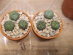 Loplophora williamsii cactus, Huis en Inrichting, Ophalen of Verzenden, Cactus, Minder dan 100 cm, Bloeiende kamerplant