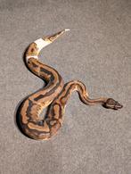 0.1 Female Piebald Koningspython, Slang, Tam, 0 tot 2 jaar