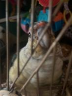 Pyrrhura man, Mannelijk, Parkiet