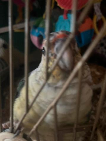 Pyrrhura man beschikbaar voor biedingen