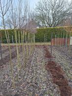 Salix alba( knotwilg), Ophalen of Verzenden, Volle zon, Overige soorten, 100 tot 250 cm