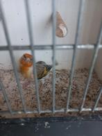 Bastaard putter te koop 2025, Dieren en Toebehoren, Mannelijk, Wildzangvogel