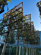 Photinia leiboom 150x150 scherm, stam 200 cm, Tuin en Terras, Leiboom, Lente, 250 tot 400 cm, Ophalen