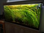 3 soorten aquariumplanten, Dieren en Toebehoren, Vissen | Aquaria en Toebehoren, Ophalen, Zo goed als nieuw, Plant(en), Steen of Hout