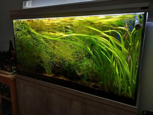 3 soorten aquariumplanten, Dieren en Toebehoren, Vissen | Aquaria en Toebehoren, Zo goed als nieuw, Plant(en), Steen of Hout, Ophalen