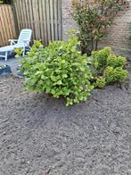 Hortensia, Tuin en Terras, Ophalen, Hortensia, Minder dan 100 cm