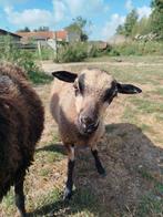 2 Kameroen x Ouessant ooitjes, Dieren en Toebehoren, Schapen, Geiten en Varkens, Vrouwelijk, Schaap, 0 tot 2 jaar