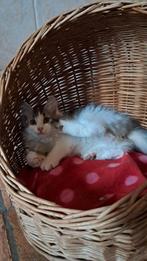 Mooie,lieve siberische kittens ️, Dieren en Toebehoren, Meerdere dieren, Ontwormd