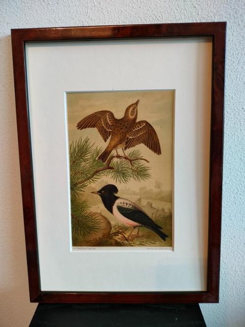 Chromolitho Litho A. Haase Praag Vogels Vogel Birds 1888, Antiek en Kunst, Kunst | Litho's en Zeefdrukken, Ophalen of Verzenden