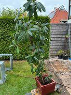 Plant in pot, 180-200 cm, Bloeit niet, Halfschaduw, Overige soorten, 100 tot 250 cm