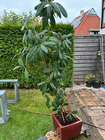 Plant in pot, 180-200 cm beschikbaar voor biedingen