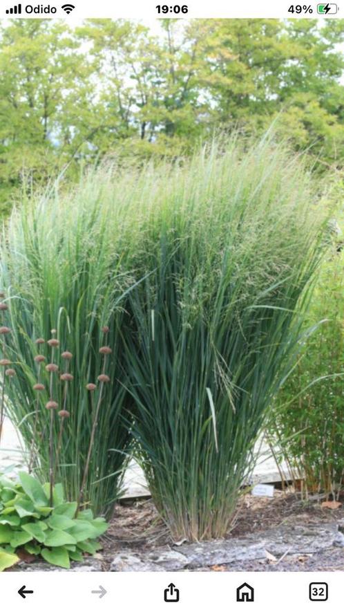 Te koop mooie ,sterke, overjarige vaste planten, Tuin en Terras, Planten | Tuinplanten, Vaste plant, Overige soorten, Halfschaduw
