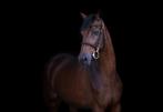 Aansprekende 4 jarige merrie, Dieren en Toebehoren, Paarden, Merrie, 3 tot 6 jaar