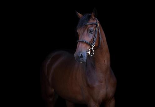 Aansprekende 4 jarige merrie, Dieren en Toebehoren, Paarden, Merrie, 3 tot 6 jaar