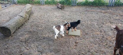 Geitjes en bokjes te koop, Dieren en Toebehoren, Schapen, Geiten en Varkens, Geit, Meerdere dieren