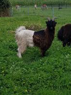 te koop Wallische dekbok anderhalf jaar oud, Dieren en Toebehoren, Schapen, Geiten en Varkens, Mannelijk, Geit, 0 tot 2 jaar