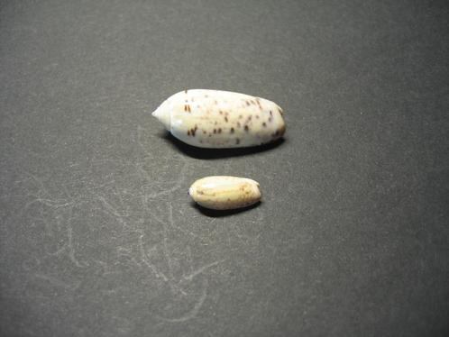 Schelpen: Oliva (Oliva) oliva   Linnaeus, 1758., Verzamelen, Mineralen en Fossielen, Schelp(en), Ophalen of Verzenden