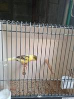 kanaries, Dieren en Toebehoren, Vogels | Kanaries, Meerdere dieren, Kleurkanarie