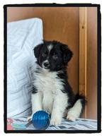 🐶Friese Stabij x Australian Shepherd pups mogen verhuizen🐕, Particulier, Meerdere, 8 tot 15 weken, Meerdere dieren