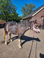 Verzorger gezocht, Dieren en Toebehoren, Paarden en Pony's | Overige Paardenspullen, Ophalen, Zo goed als nieuw