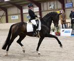 Gratis stalling op dressuurstal, Dieren en Toebehoren, Stalling en Weidegang, Weidegang