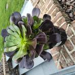 Aeonium arboreum plant, Ophalen of Verzenden, Halfschaduw, Minder dan 100 cm