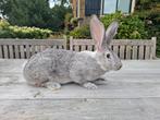 Te koop: vlees konijnen, Meerdere dieren, Groot, 0 tot 2 jaar