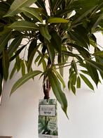 Ficus Malaika boom, Ophalen, Ficus