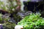 Corydoras pygmaeus, Dieren en Toebehoren, Vissen | Aquariumvissen, Zoetwatervis, Schoolvis, Vis