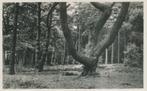 De Pyramide van Austerlitz, Bosgezicht, Verzamelen, Verzenden, 1940 tot 1960, Gelopen, Utrecht