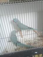 Mooi koppel halsbanden, Dieren en Toebehoren, Vogels | Parkieten en Papegaaien, Meerdere dieren, Parkiet