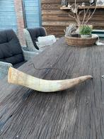 Longhorn, Ophalen of Verzenden