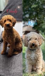 Nestaankondiging labrador doodle mini, Dieren en Toebehoren, Rabiës (hondsdolheid), Overige rassen, 8 tot 15 weken, Geslacht onbekend