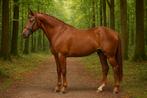 Goed gefokte jonge ruin – rechtstreeks van de fokker, Dieren en Toebehoren, Paarden, Springpaard, Gechipt, Ruin, 3 tot 6 jaar