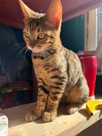 Bengaal kittens, Dieren en Toebehoren, Katten en Kittens | Raskatten | Korthaar, Poes, Gechipt