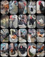 Hanen, knuffelhaan, raszuiver en/of kleurlegger, Dieren en Toebehoren, Mannelijk, Kip