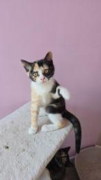 5 europees korthaar x britse kittens, Dieren en Toebehoren, Kattenbakken, Ophalen, Nieuw