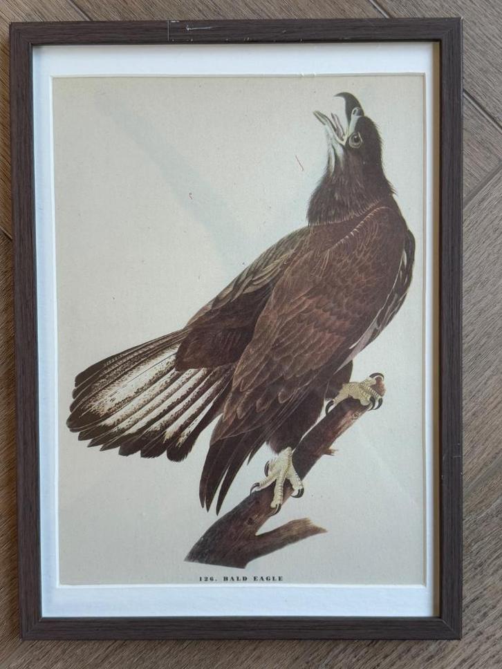 1947 GROOT - Zee Arend - Bald eagle, Antiek en Kunst, Kunst | Etsen en Gravures, Ophalen of Verzenden