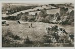Wittem Grazende koeien herderin koewachter ? hond ca. 1960, Verzamelen, Ansichtkaarten | Nederland, Ophalen of Verzenden, 1940 tot 1960