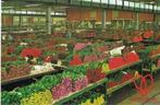 AK Aalsmeer - World Flower Centre Snijbloemenafdeling, Verzenden, 1960 tot 1980, Ongelopen, Noord-Holland