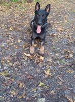 Mechelse x Duitse herder reu uit werklijnen 1,5 jaar, Dieren en Toebehoren, Rabiës (hondsdolheid), Reu, 1 tot 2 jaar, Eén hond