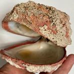 Spondylus americanus, Ophalen of Verzenden