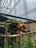 Rode kanaries tekoop, Dieren en Toebehoren, Vogels | Overige Vogels, Meerdere dieren, Tropenvogel
