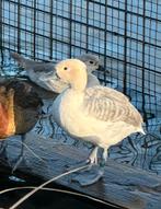 eenden, watervogels, siereenden, Dieren en Toebehoren, Pluimvee, Meerdere dieren, Eend