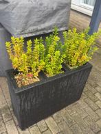 Wicker Plantenbak - Stijlvol & Praktisch!, Tuin en Terras, Bloembakken en Plantenbakken, Ophalen, Kunststof, Gebruikt, Binnen