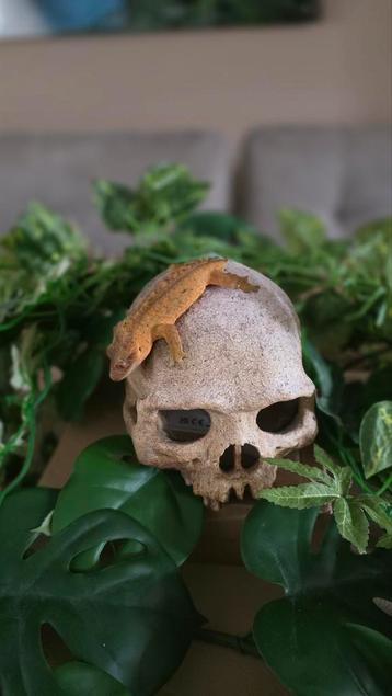 De wimpergekko of kroongekko(Correlophus ciliatus) beschikbaar voor biedingen